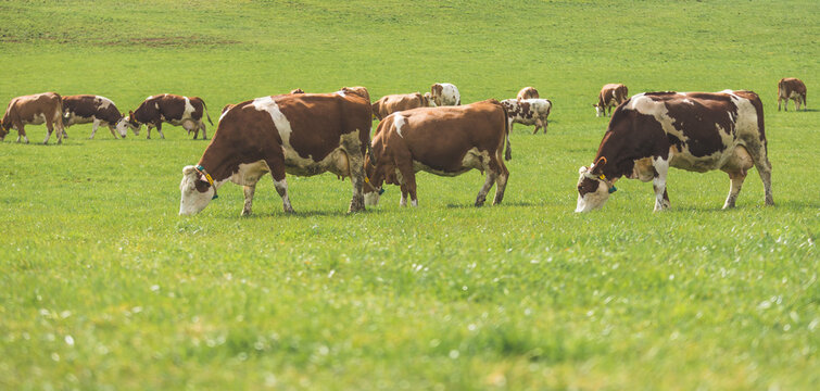 Organic farming in Austria: Cows are grazing on the meadow, spring time