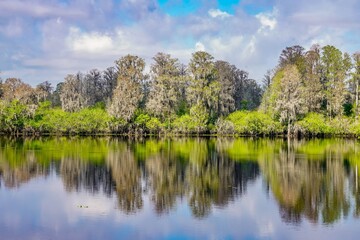 Fototapeta premium Reflection of trees in the water at a park in Tampa, Florida