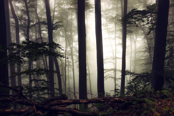 fog in the forest