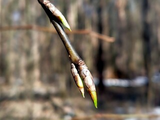 Распускающиеся листья (макрофото).
Лосиный остров, Подмосковье. 11.04.2021 