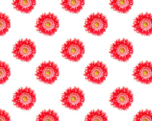 Pattern with pink gerber flowers on white background