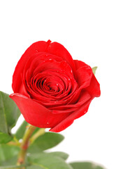 Close up photo of red rose isolated on white background.