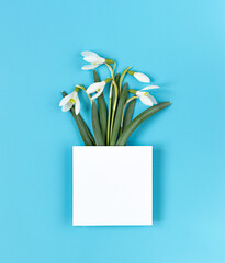 Creative layout with snowdrop flowers and white paper for copy space on blue background. Flat lay. minimalism