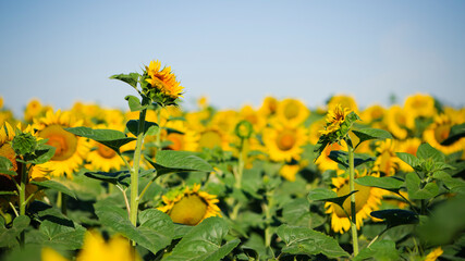 Fototapeta premium field view, large yellow sunflower for background. Yellow sunflowers in sunlight. good harvest concept, bright sunny flower. farming, vegetable garden, field, growing seeds for oil.