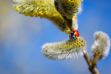 Ladybug on the blossoming willow close up. Spring card, solar mood, revival of life. red beetle on yellow flowers. ladybug beetle on pussy-willow branches with catkins, macro nature. insect close-up © Oleksandr Filatov