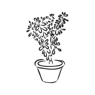 Line art plant in pot. Contour drawing. Isolated potted florals illustration. indoor plant vector sketch illustration