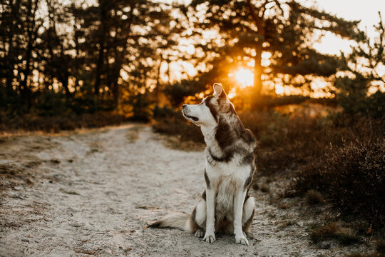 Husky Golden Retriever Mischling bei Sonnenuntergang 