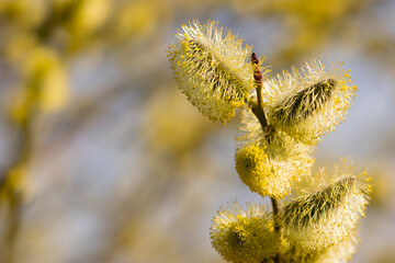 fluffy yellow flowers bloom on a willow branch. Yellow flowers of a willow on a branch in the spring forest. beautiful festive spring background. nature, bokeh, close-up, Macro photo, text