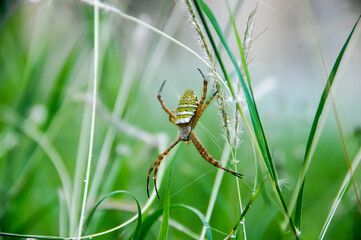 The wasp spider