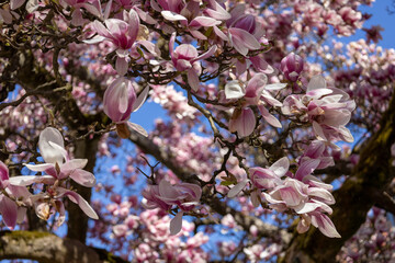 Wunderschöner Baum mit Magnolienblüten in einem garten