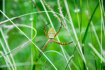 The wasp spider