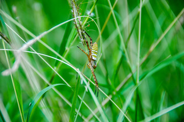 The wasp spider