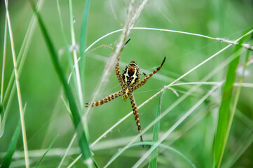 spider on the web