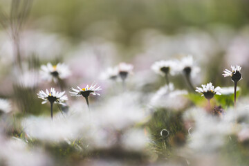 Daisies in springtime: Idyllic close up of wildflower meadow