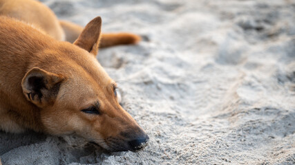 sleepy pet dog on the sea sand beach at summer in vacation time, freedom animal in nature, happy to sleep in tropical beach ocean, puppy dog cute in holiday