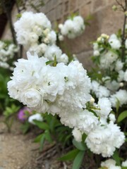 a fluffy white flower