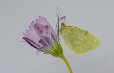 farfalla cavolaia