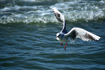 seagull flying over the sea wave