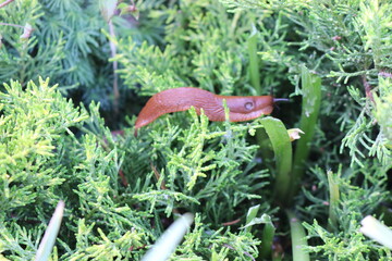 Big brown slugs crawling on green grass in summer