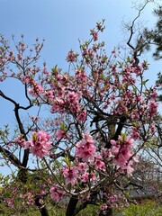 a beautiful pink flower that blooms in trees 07