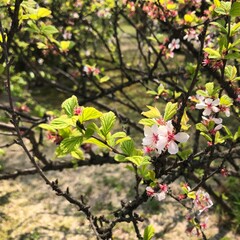 a beautiful pink flower that blooms in trees 04