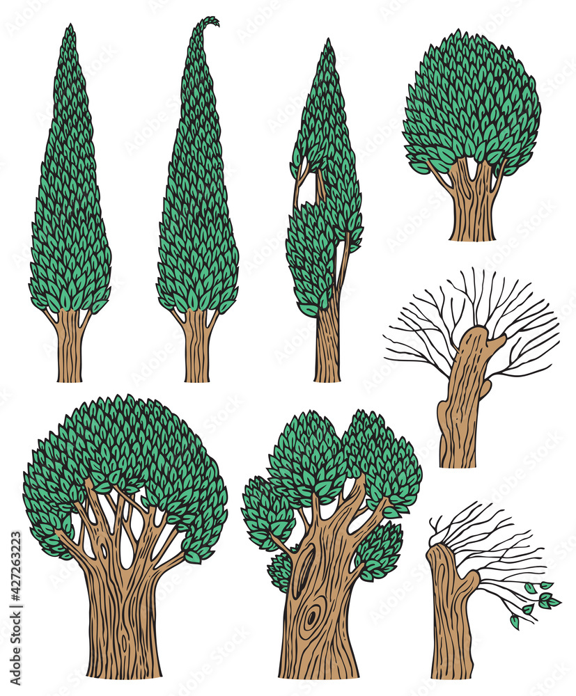 Poster a set of deciduous trees isolated on a white background. old forest trees with thick trunks and gree