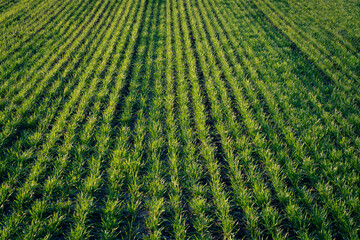 green field of wheat