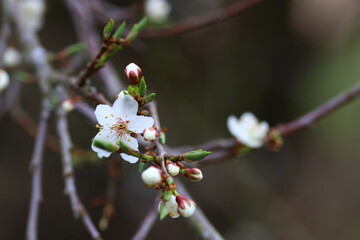 close up of blooms on a cherry tree