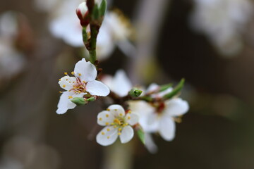close up of blooms on a cherry tree