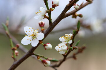 Fototapeta na wymiar close up of blooms on a cherry tree
