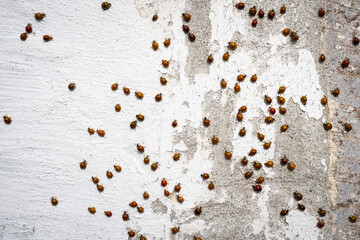 Asian Ladybeetles congregating in large numbers in autumn.