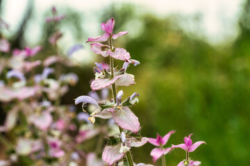 Clary Sage (Salvia sclarea) in a wild field