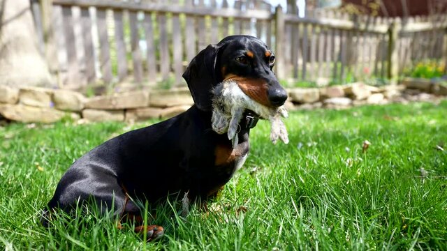 dachshund sits with baby rabbit in its mouth