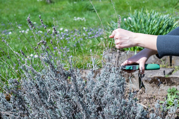 Female hands pruning lavender bushes in the garden