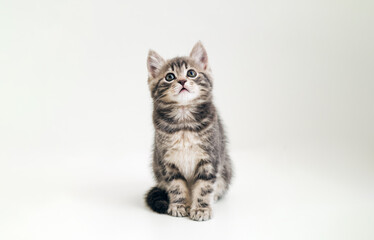 Fototapeta na wymiar Cute gray cat kid animal with interested, question facial face expression look up on copy space. Small tabby kitten on white background.