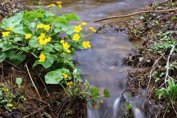 view of yellow blooming wild flowers close to a creek