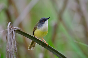 lovely grey head with yellow belly and wings to tail bird perching on weed branch,