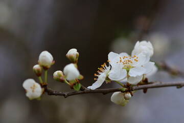 close up of blooms on a cherry tree