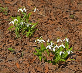 Galanthus nivalis, snowdrop or common snowdrop among last year's leaves