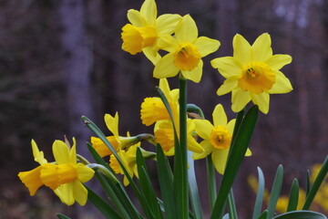 Obraz premium close up of yellow blooming narcissus flowers