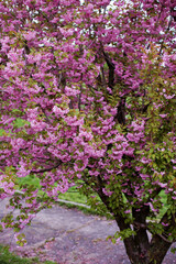 Fototapeta premium Pink blooming sacura tree in park
