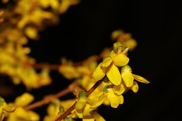 close up of blooms of a forsythia on atwig