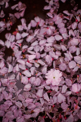 Puddle with pink sacura petals