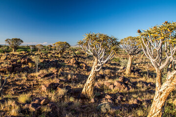 Quivertree de Namibie