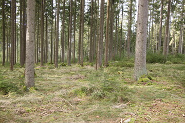 scenery landscape with forest and woods 