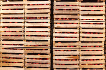 Apples in crates ready for shipping. Cold storage interior.