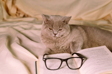 Grey british kitten with book and eyeglasses lying on white bed. Clever cute little domestic cat. Education, back to school, love pet.