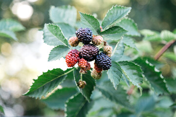 Ripe blackberries on bush are ripe. Ripe and unripe red and black blackberries in process of growing and ripening and picking. Juicy Berry Branch