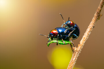 The beautiful blue milkweed beetle it has blue wings and a red head perched couple make love on a leaves after rain mating processing in the tropical forest. Close up and Macro photography.