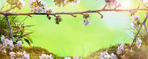 Obraz na płótnie Canvas Spring greeting card, Cherry blossoms on branch in sunset light